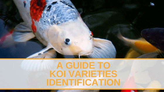 A Guide To Koi Varieties Identification | Totally Koi